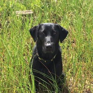 Meet your Posher, Carson